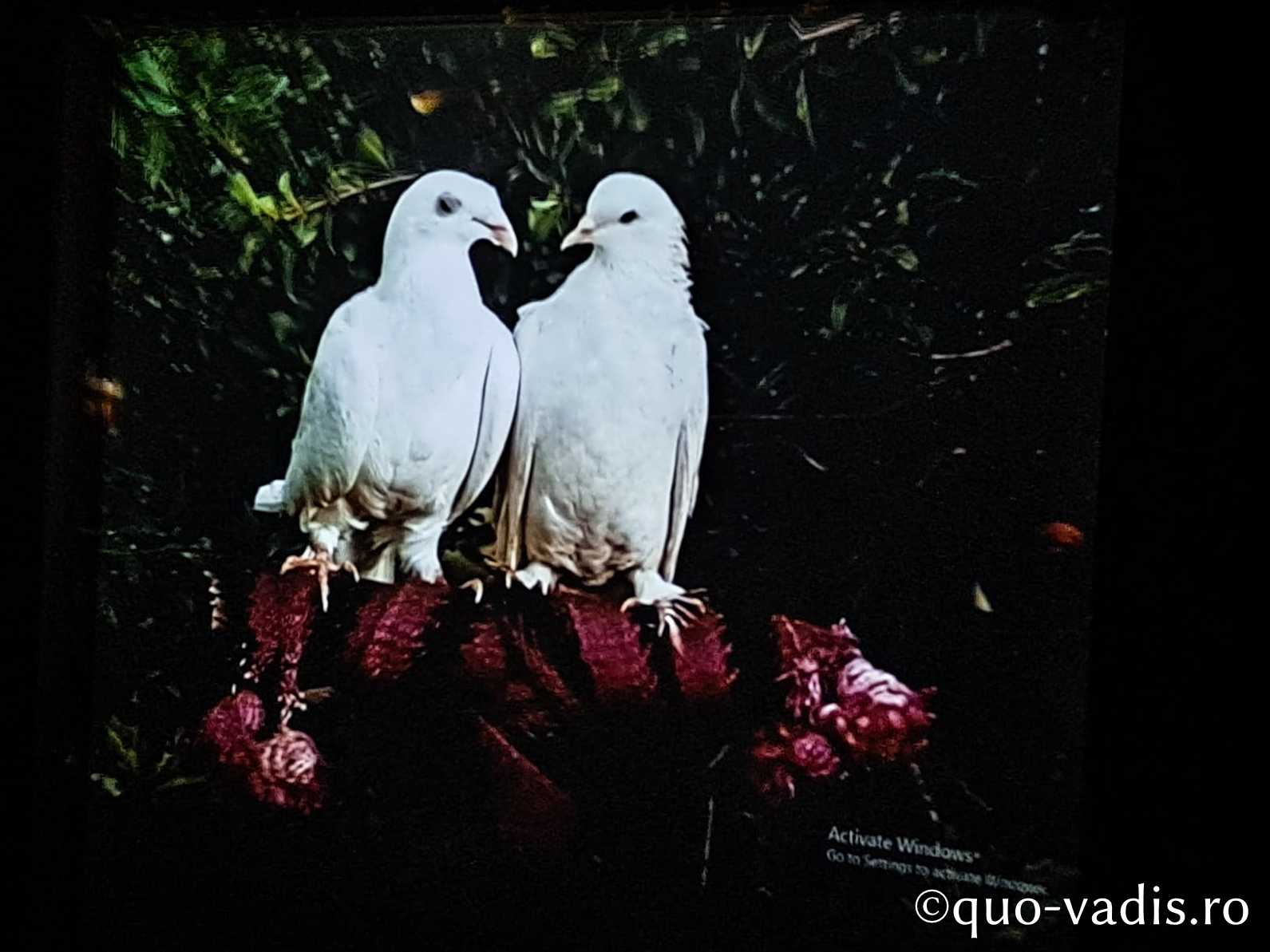 Proiecția filmului artistic Ashik-Kerib (Menestrelul îndrăgostit) (Georgia, regizor Sergey Parajanov) - Centenar Sergey Parajanov